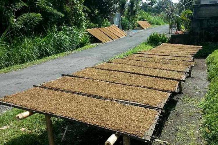 15 Kelompok Tani di Bangli Kembangkan Tanaman Tembakau