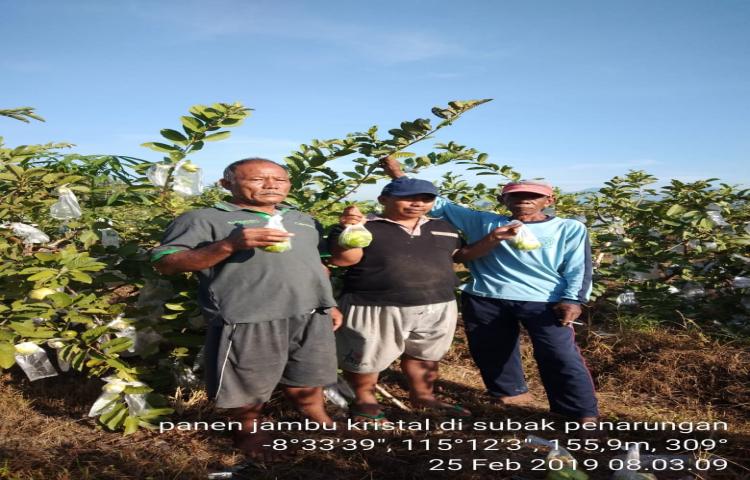 45 kg /pohon produksi Jambu Kristal di Desa Penarungan Kecamatan Mengwi