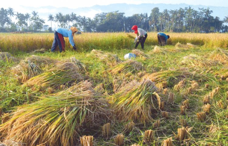 61 Hektar Padi Dipanen Petani Badung