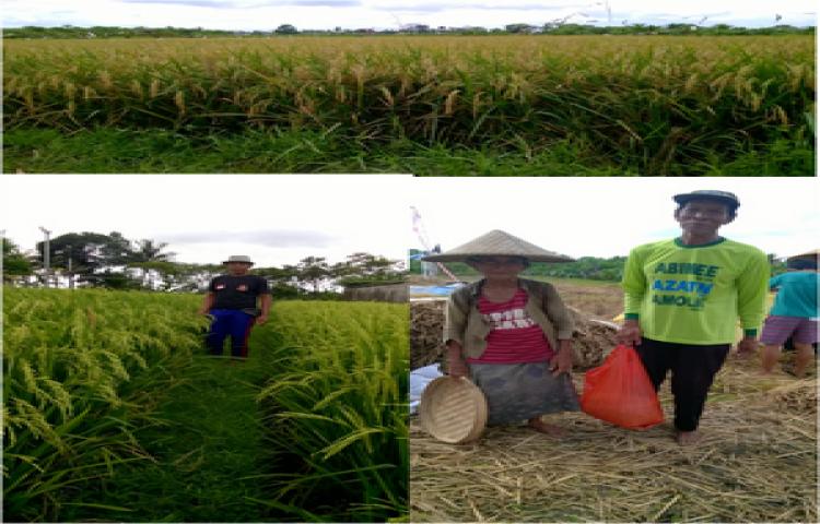 Analisis Keuntungan Dan Tingkat Kepuasan Petani Budidaya Padi Sawah Varietas Sidenuk di Kabupaten Badung