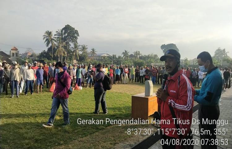 Bersama Petani, PPL, POPT Lakukan Gerakan Pengendalian (Gerdal) Serangan Hama Tikus Di Subak Cemagi Anyar Dihadiri Camat, Kepala Desa Munggu, Mengwi