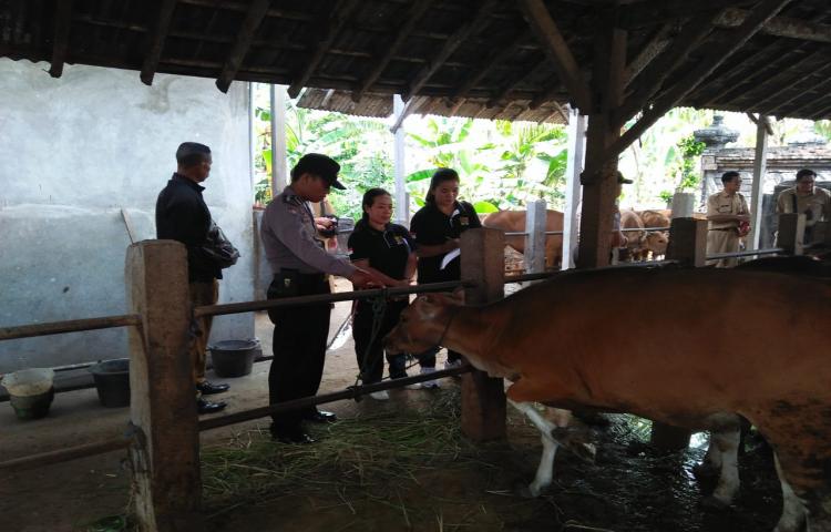 Bidang Keswan Diperpa Kab. Badung melakukan pembinaan pencegahan pemotongan sapi betina produktif