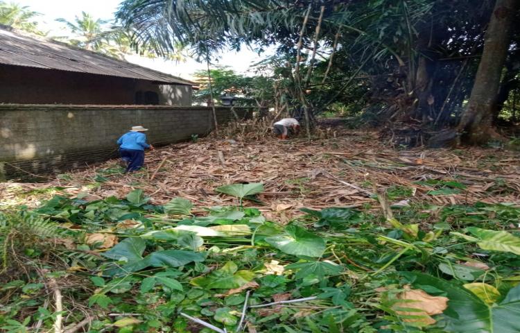 Bidang TPH Monev Lokasi Pembangunan Rice Milling Unit (RMU) di Subak Sangeh, Abiansemal