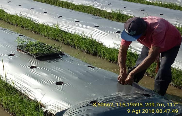 Budidaya Cabe Besar di Subak Babakan Sobangan