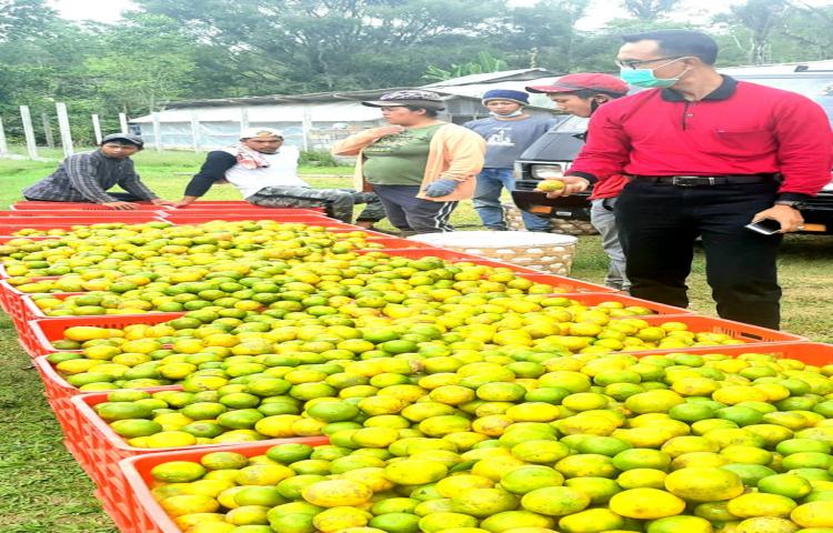 Dalam Kunjungan Kerja Rabu, 23/9/2020 Ka. Diperpa Sempatkan Tinjau Petani Panen Jeruk di Belok Sidan Petang