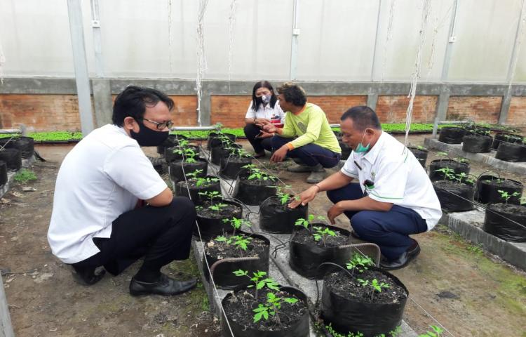 Dalam Persiapan Pasar Gotong Royong Prov. Bali, Kabid Didampingi Kasi Produksi TPH dan Ka. BPP Kunjungi Petani Sekaligus Pelaku Usaha Komoditi Pertanian di Subak Abian Sarinin Mukti, Sekarmukti, Belok Sidan, Petang