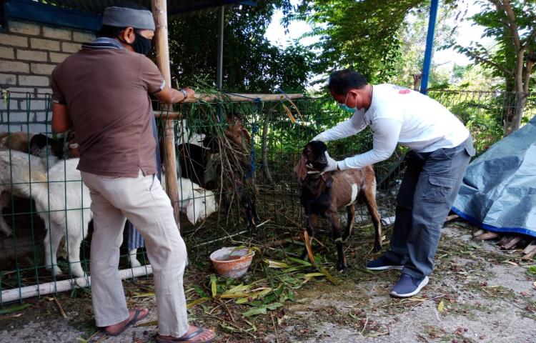 Dalam Rangka Hari Raya Idul Adha, Tim Bidang Keswan Lakukan Pemeriksaan Ante Mortem Hewan Kurban di Masjid Palapa Kuta Selatan