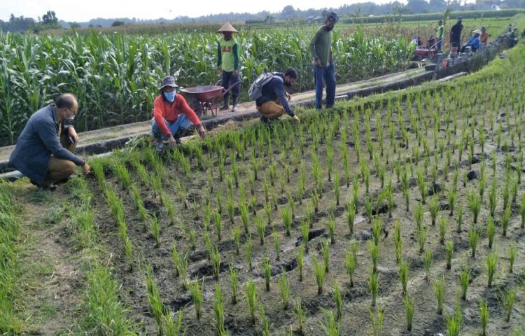 Dengan Konsep, Amati, Kenali, Kendalikan, PPL, POPT dan Pekaseh Subak Gaga Mambal, Abiansemal Lakukan Pengamatan OPT Tanaman Padi