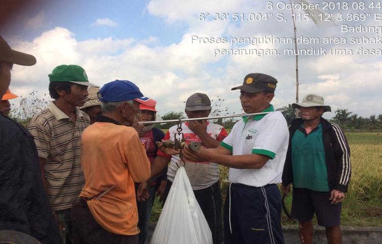 FGD dan Pengambilan Sampel Ubinan Demplot Dem Area Padi Sehat di Subak Penarungan Kecamatan Mengwi