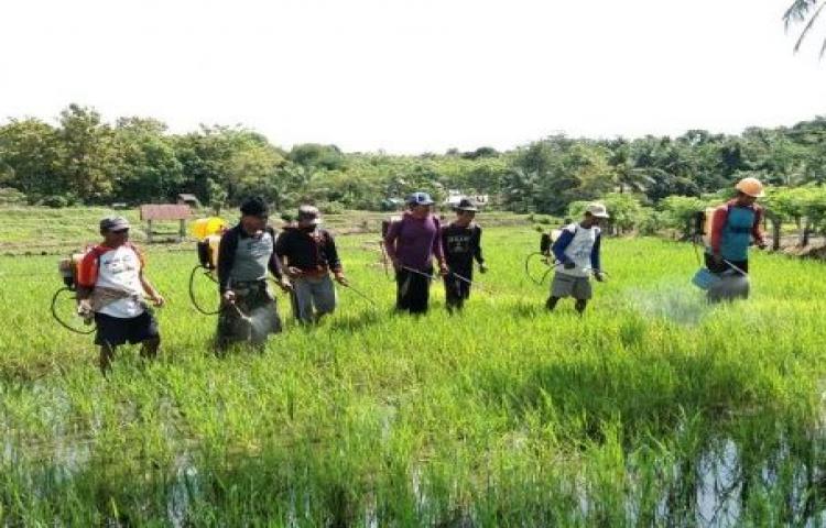 Gerakan Masal Pengendalian Hama Penggerek Batang Padi Sawah