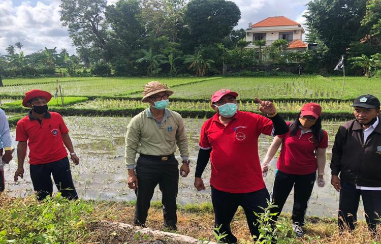 Ka. Diperpa bersama Ka. BPTPH Bali Tadi Pagi Melakukan Gerakan Pengendalian Hama Tikus dan Penyerahan Bantuan Racun Tikus di Subak Cemagi Let, Mengwi