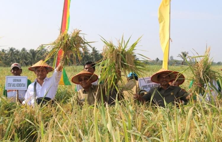 Green Super Rice (GSR) Varietas Padi Produksi Tinggi Dan Ramah Lingkungan
