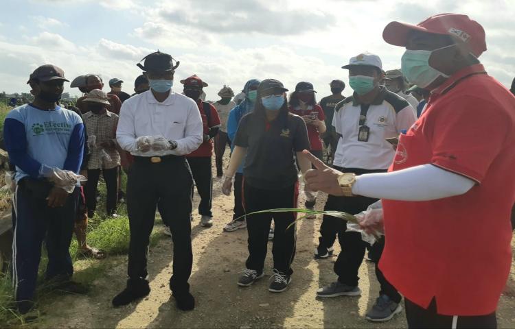 Hari ke 2 Gerakan Pengendalian (Gerdal) dan Penyerahan Bantuan Racun Tikus di Subak Munggu Mengwi