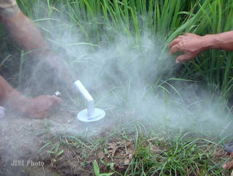 Infoproteksi Pengendalian Tikus Sawah Rattus Argentiventer dengan Bebauan