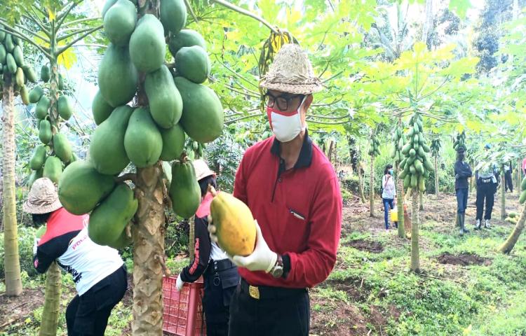 Ka. Diperpa Bersama Polres Badung Senin, 22/6/2020 Melakukan Panen Pepaya California di Desa Petang