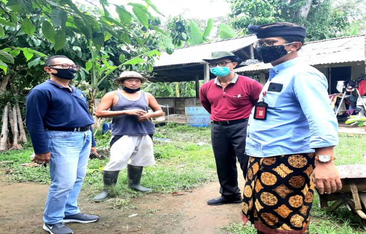 Ka. Diperpa Didampingi Kabid Prodnak dan UPT Puskeswan Memantau Populasi Babi Beberapa Tempat di Kabupaten Badung Menjelang Hari Raya Hindu Galungan dan Kuningan