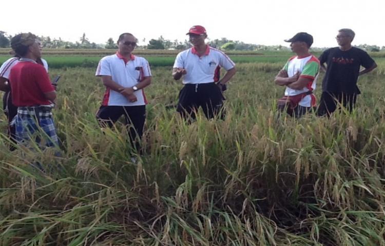 Ka. Diperpa Jumat 3/4/2020 tinjau hamparan padi siap panen di Subak Mambal Kecamatan Abiansemal