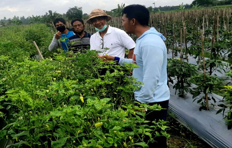 Ka. Diperpa Didampingi Ka. BPP Rabu, 1/7/2020 Memantau Petani Cabe Subak Mambal Abiansemal dan Tomat di Belok Sidan, Petang.