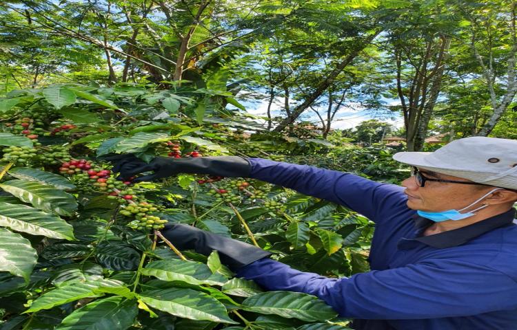 Ka. Diperpa bersama Tim Perkebunan Melakukan Panen Kopi di Areal ATP Petang