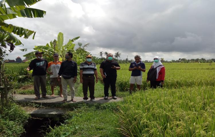 Kabid Prasarana dan Sarana Pertanian Bersama Staf Monev Rencana Usulan Kegiatan JUT di Subak Munggu, Mengwi