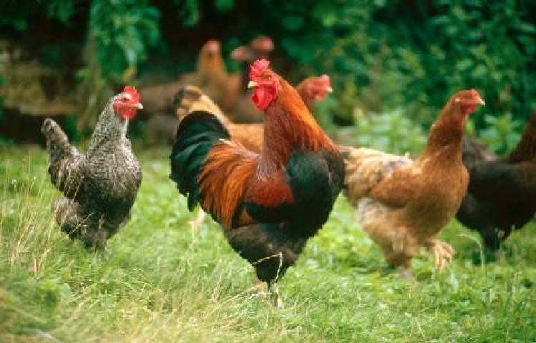 Kandang Terbaik untuk Ternak Ayam Kampung, Empat Tipe