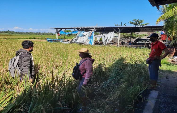 Kesigapan Tim POPT dalam Pengendalian Hama Wereng Coklat di Subak Mambal, Abiansemal