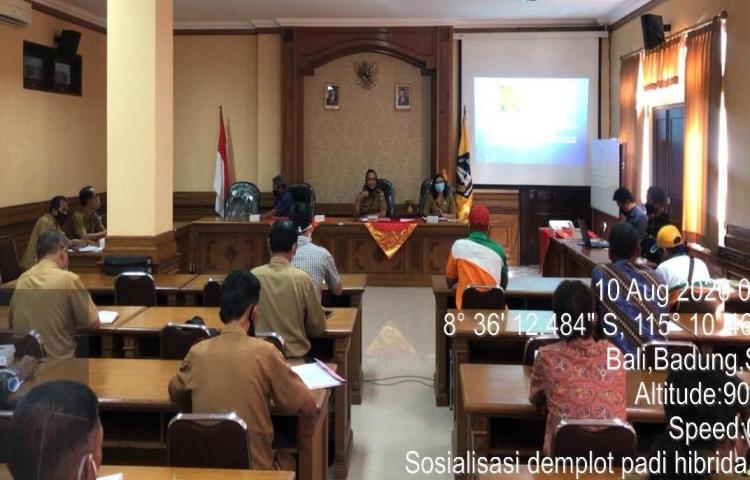 Kuta Utara, Mengwi, Abiansemal, Petang menjadi Lokasi Demplot Padi Hibrida Sterling Dalam Sosialisasi yang Dipimpin Ka. Diperpa Didampingi Kabid TPH dan Kabid Panluh