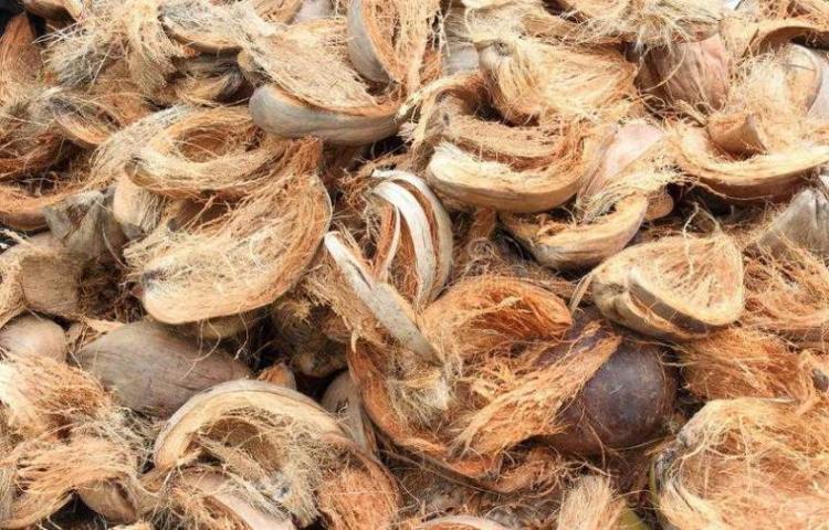 manfaat sabut kelapa sebagai media tanam 