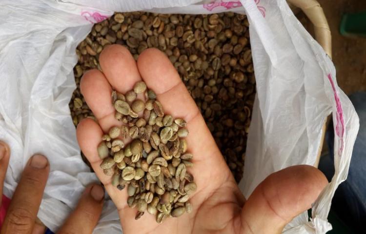 Masuk Panen Raya, Harga Kopi Robusta Meningkat