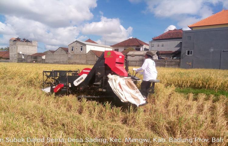 Mekanisasi dengan Combine Harvester Minimalisir Kehilangan Hasil Panen Padi di Subak Dlod Sema, Sading, Mengwi