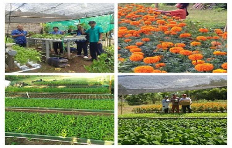 Membedah Pertanian Lahan Kering di Kuta Selatan