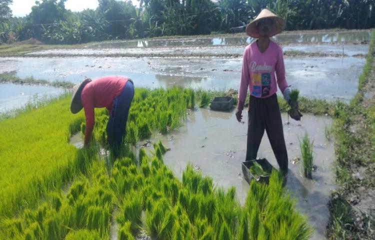 Monitoring Penanaman Benih Padi Inbrida Bantuan APBN Tahun 2020 di Subak Basangkasa Kuta Utara