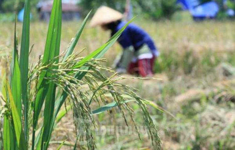 Nilai Tukar Naik, Berdampak Sejahterakan Petani