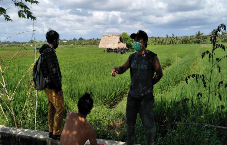 POPT Bersama Tim Kecamatan Abiansemal Selalu Siap Dampingi Petani Lakukan Pengamatan OPT di Subak Sangeh, Abiansemal