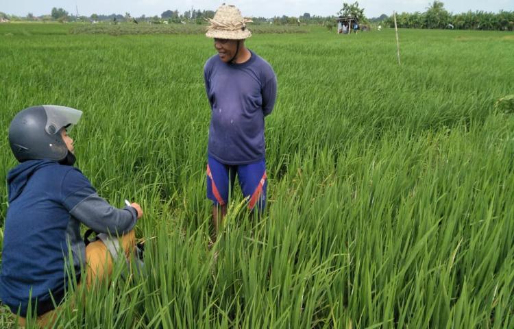 POPT dan PPL Melakukan Pengamatan Hama Penggerek Batang Padi di Subak Umabun, Angantaka, Abiansemal