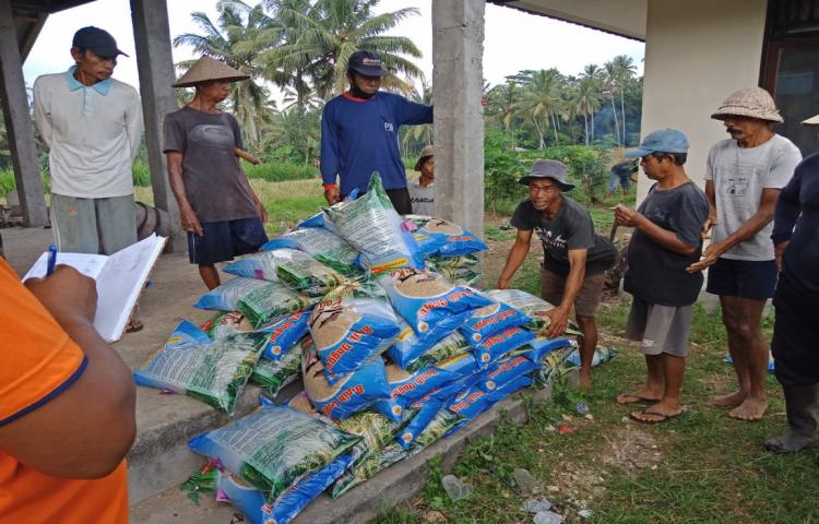 PPL Wilbin Setempat Pantau Distribusi Subsidi Benih Varietas Inpari 32 APBD II Badung di Subak Karangdalem, Bongkasa Pertiwi, Abiansemal