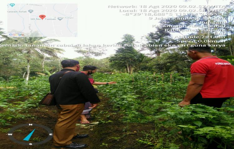 PPL dan Penggurus Subak Abian Eka Sari Guna Karya Desa Punggul Lakukan Pengamatan OPT Budidaya Cabai Rawit di Lahan Bukan Sawah