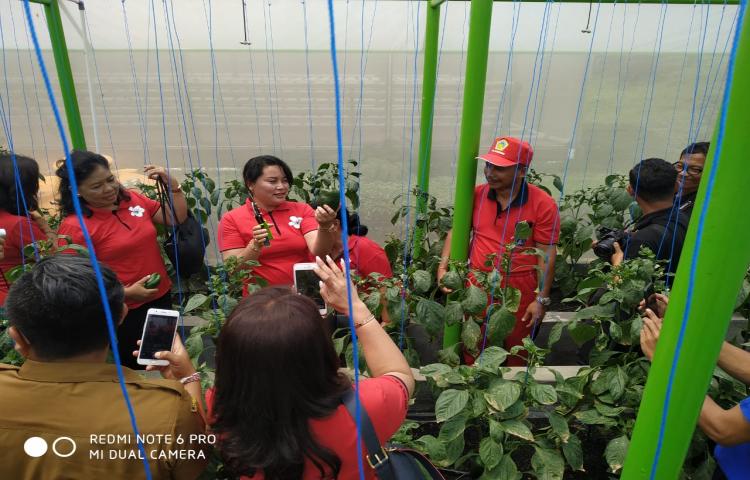 Panen 7 - 10 biji setara 1 kg buah Paprika di Rumah Kaca (Green House) BPP Pelaga Kecamatan Petang