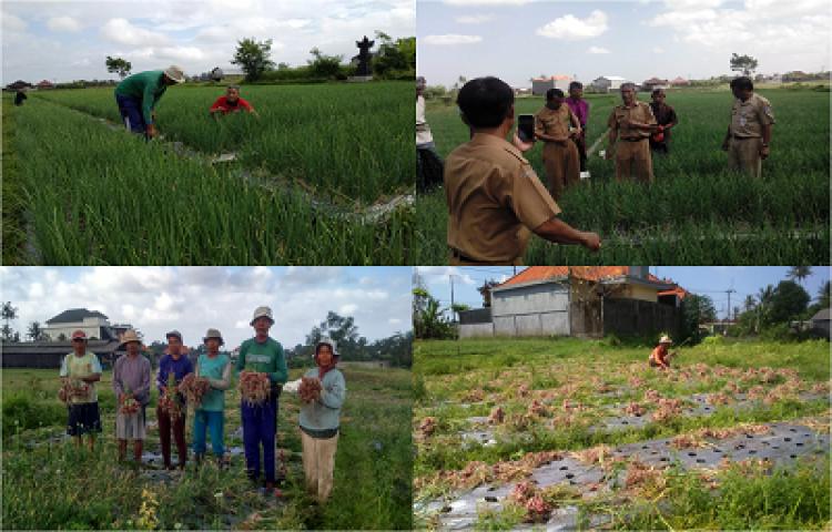 Panen Bawang Merah Program TPID Kabupaten Badung di Subak Aya