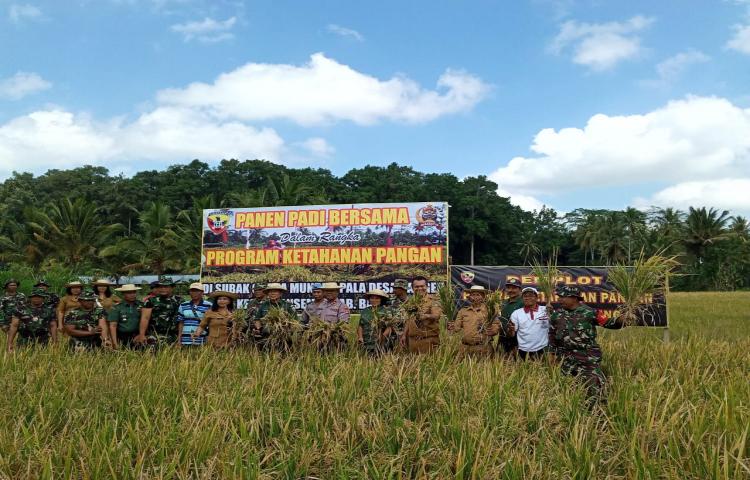 Panen Padi Bersama Dinas Pertanian dan Pangan Kabupaten Badung Bersama KODIM 1611 Badung