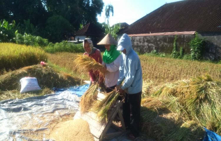 Panen Padi di Subak Legena