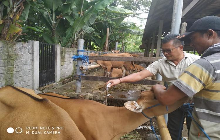 Panitia Penerima Hasil Pekerjaan (PPHP) sedang periksa Hibah Sapi