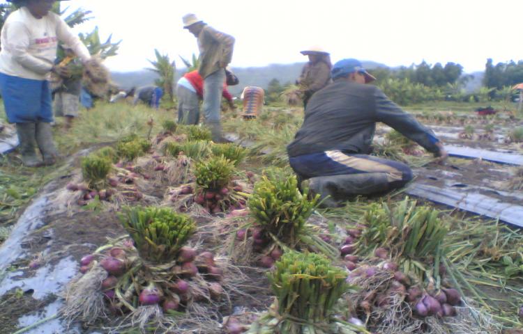 Penanganan Pasca Panen Bawang Merah