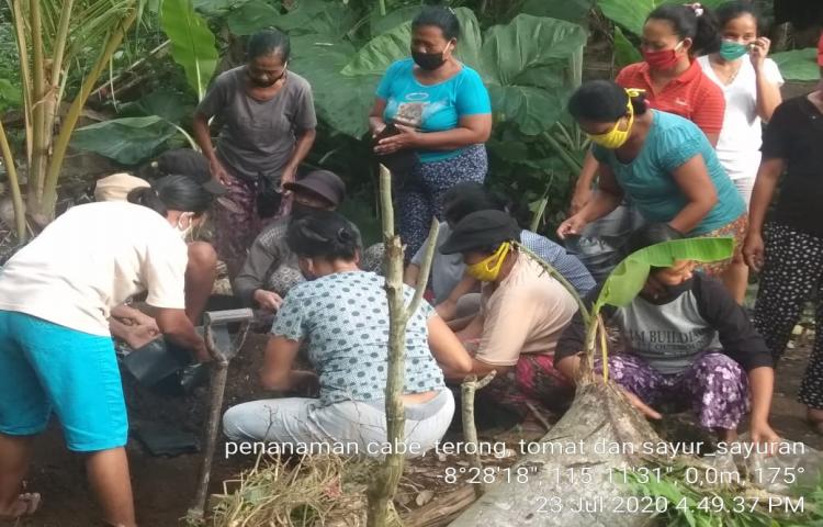 Pendampingan PPL  Kamis, 23/7/2020 Dalam Penanaman Berbagai Jenis Sayur di KWT Karang Sari, Banjar Karangjung, Sembung Mengwi