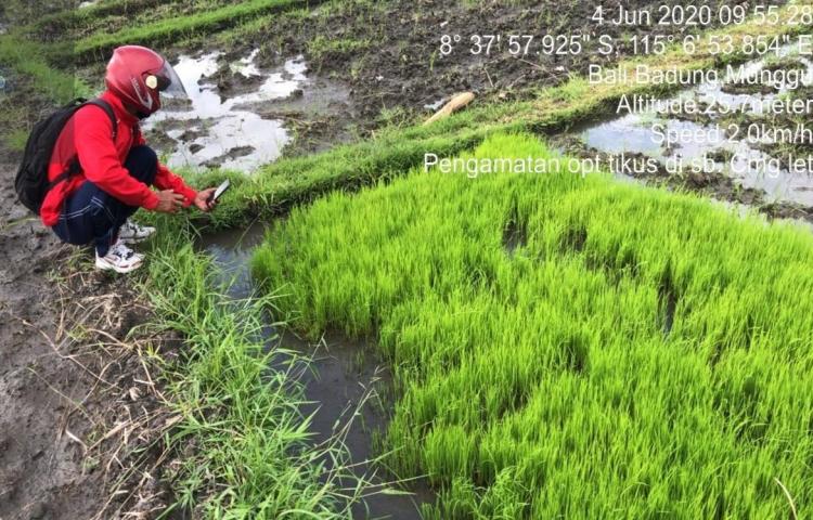 Pengamatan dan Koordinasi Pengendalian Hama Tikus di Subak Cemagi Let, Cemagi Anyar dan Munggu Mengwi