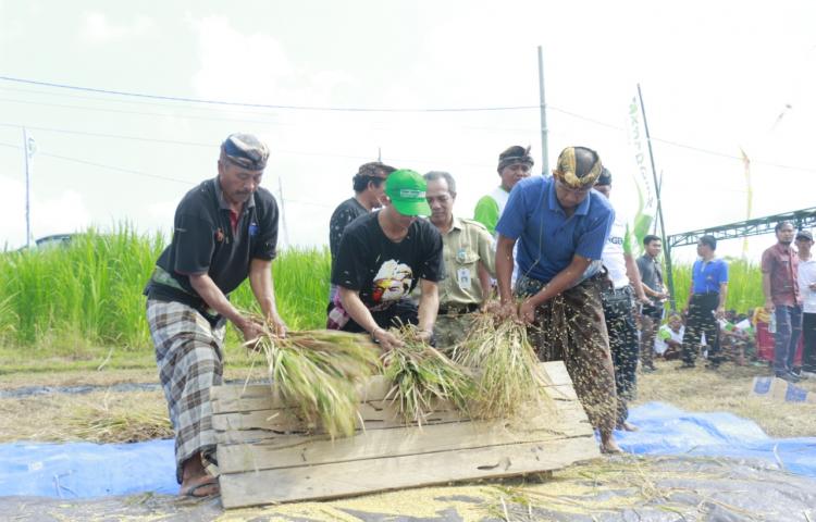 Pengambilan Ubinan dan Panen Bersama untuk Kegiatan Dem Area Tanaman Padi Sehat Subak Saradan