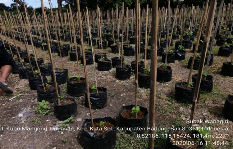 Pengembangan Lahan Kering untuk Penanaman Tanaman Hortikultura di Desa Ungasan Kuta Selatan