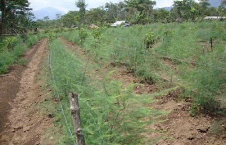 Pengembangan Tanaman Asparagus di Subak Abian Batulantang