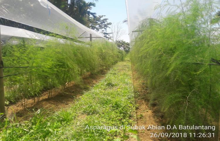 Pengembangan Tanaman Asparagus di Subak Abian D.A Batulantang