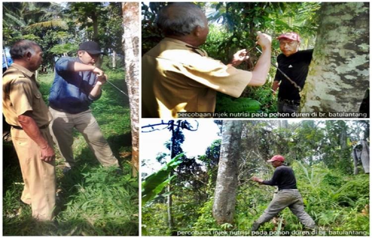 Percobaan Injeksi Nutrisi Pada Pohon Duren